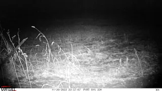 trail cam video trapping