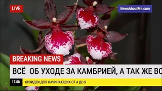 Всё об уходе за Камбрией. Виды Камбрии.