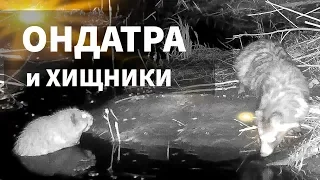 Ондатра и хищники / REAL animals