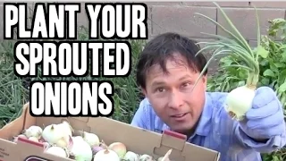 Plant Your Sprouted Onions to Make More Onions!