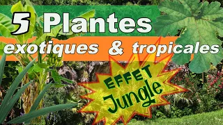 5 plantes exotiques et tropicales pour un jardin jungle !