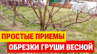 Pruning pears in spring: Simple hand pruning techniques for harvest. Correct detailed STEP BY STEP