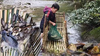 Blocking the stream to make a primitive trap to catch fish, the orphan boy khai catches fish to sell
