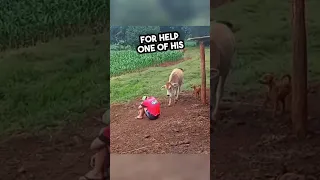 Animals saw their owner sad and did this 🥹💕 #shorts