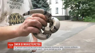 На територію Міністерства освіти України завітала екзотична змія