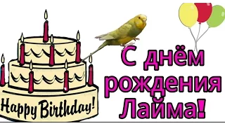 День Рождения у Лаймы! Попугайчику 1 год.  23.12.16