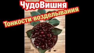 Чудо Вишня - тонкости возделывания. В самом конце видео ключик к чудо вишне... Лучшие Опылители...