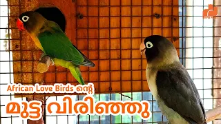 നമ്മുടെ കിളികളുടെ മുട്ട വിരിഞ്ഞു 😍 | African love birds Breeding  Malayalam | MY PET PLANT