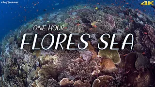 FLORES SEA | 1 HOUR Deep Relaxation Dive, Underwater Cinematic, Meditation, Sleeping (Trilogy Part1)