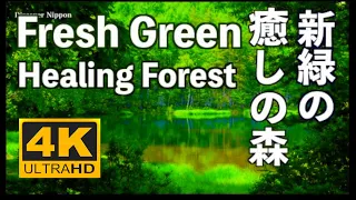 4K 新緑の癒しの森 Fresh green forest 軽井沢 奥入瀬 裏磐梯 Relaxing Sounds Karuizawa Oirase  御射鹿池 ストレス解消 リラックス 安眠 睡眠