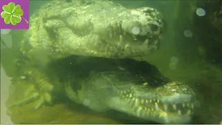 Московский зоопарк 2021. Сиамские крокодилы. Брачный период. (Сrocodiles)