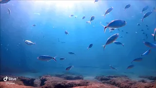 Incredible Visibility Underwater at Lauderdale By The Sea