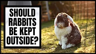 Should Rabbits Be Kept Outside?