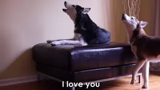 Husky Arguing with mom and dad. Funny Husky.