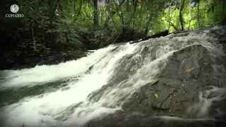 Diversidad de sabores: Selvas húmedas - ECOSISTEMAS DE MÉXICO