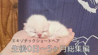 【エキゾチックショートヘア】子猫の成長記録