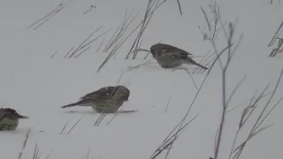 Овсянки в  поле зимой  ищут еду. Птица овсянка. Птицы Сибири.