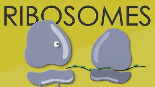 Ribosomes: structure and function