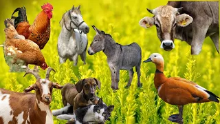 Nughty Farm Animal Moments Around Us: cow, chicken, cat, dog,🐔 goat, horse, donkey - Animal Videos