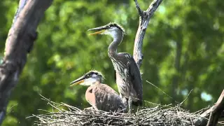 2015-07-05 347pm - Great Blue Herons chattering