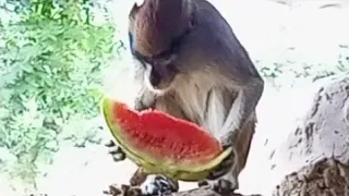 #amazing #new #funniest#cute #monkey #eating #watermelon #wildlife#farming #funny #nature#pets#viral