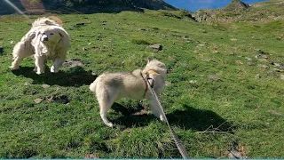 On se fait CHARGER PAR UN PATOU en randonnée