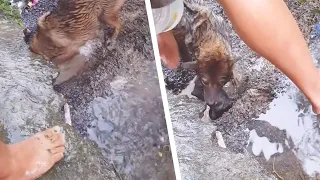 Le maître est en panique quand sa chienne creuse le trou. Puis il pousse un soupir de soulagement