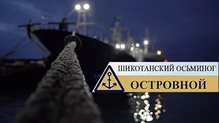 Островной - Шикотанский осьминог