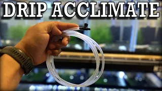 HOW TO drip acclimate your Shrimp