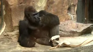 Gorilla picks his butt, sniffs his finger, then eats it!