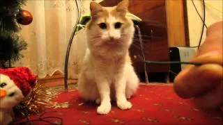 CAT strips wires / Кот зачищает провода