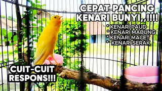 Pancingan Kenari Gacor Ngerol Panjang Cocok buat Masteran murai batu & #kenari Paud SUSAH BUNYI