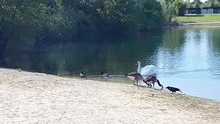 Rabe schnappt Nilgans küken und lässt es wieder fallen Strandbad Blies Ludwigshafen am Rhein