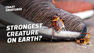 Can Cockroaches Really Survive Anything?
