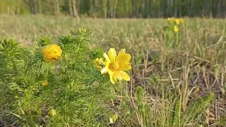 Весна в самом разгаре. #весна #nature