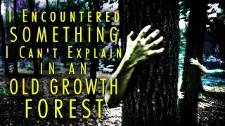 I Encountered Something I Can't Explain In an Old Growth Forest (full story) | forest horror