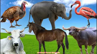 Happy Animal Moment, Familiar Animals Sounds:  Flamingo, Pheasant, Cow, Elephant, Buffalo, Horse....