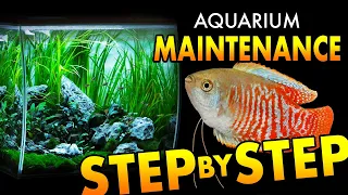 HOW TO: Maintain an Aquarium | Step by Step | Tips & Tricks