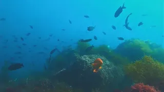 Spearfishing Catalina Island | Hunting Reef Fishes and Lobsters