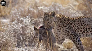 Leopard Attack Jackal | ATP Earth