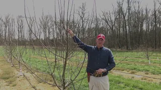 How to prune and train apple trees