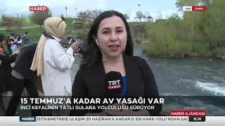 İNCİ KEFALİNİN ZORLU GÖÇ YOLCULUĞU