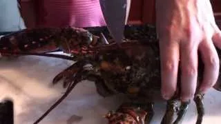 How to prep a 6 pound lobster