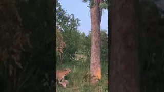 Леопард затащил на дерево добычу!