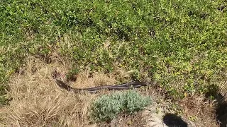 Dugite (Brown Snake) Fight @ Gnarabup, Western Australia 🇦🇺