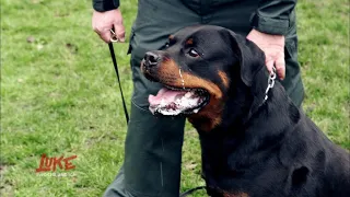 Luke und die Polizeihunde