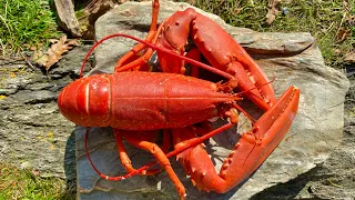 Coastal Foraging and Rockpooling - Lobster, Crab, Seaweed and Shellfish | The FishLocker