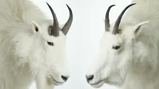 Identifying Billy & Nanny Mountain Goats: An Educational Film