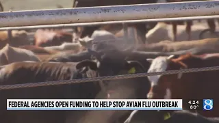 Federal agencies open funding to help stop avian flu outbreak