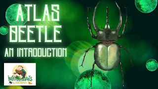 Atlas beetle | Chalcosoma atlas | An Introduction #beetle #bug #insects